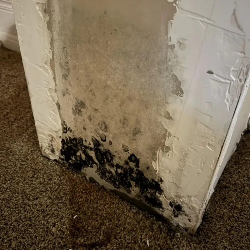Professional Mold Removal in Spencerville, OH